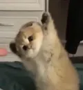 Стикер кошаки