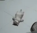 Стикер кошаки