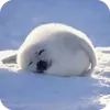 семейство тюленевых