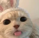 котики