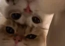Стикер котики