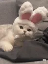 Стикер котики