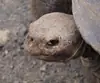 Fuck You