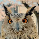 Стикер 0v0 Совы