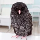 Стикер 0v0 Совы