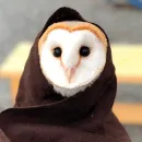 Стикер 0v0 Совы