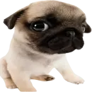 doggies