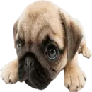 Стикер doggies
