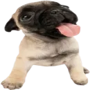 Стикер doggies