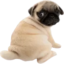 Стикер doggies