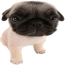 Стикер doggies
