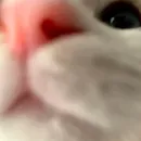 Стикер oaoaoaoaoaoaaoa