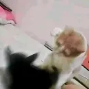 Стикер oaoaoaoaoaoaaoa