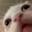 Стикер oaoaoaoaoaoaaoa