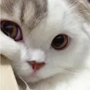 Стикер Memes