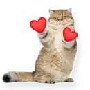 котыдоброты