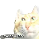 Стикер котыдоброты