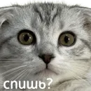 Стикер котыдоброты