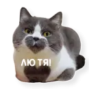 Стикер котыдоброты