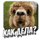 Стикер Альпаки