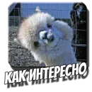 Стикер Альпаки