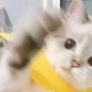 Стикер Cute animals