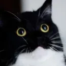 Стикер Котики