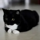 Стикер Котики