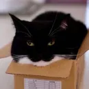 Стикер Котики