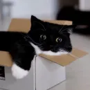 Стикер Котики