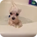 Стикер песики