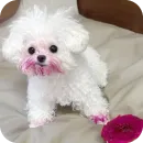 Стикер песики