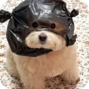 Стикер песики