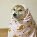 Пёськи