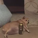 Стикер Пёськи