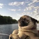 Стикер Пёськи