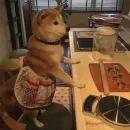 Стикер Пёськи