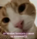 Стикер Пикчи для общения