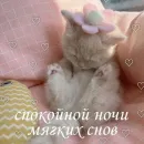 Котики и фразочки
