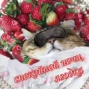 Стикер Котики и фразочки