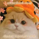 Стикер Котики и фразочки