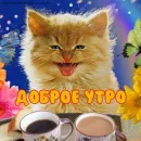 Стикер Котики и фразочки