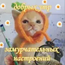 Стикер Котики и фразочки