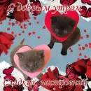 Котики и фразочки