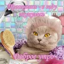 Стикер Котики и фразочки