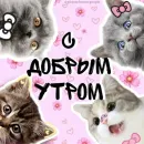 Стикер Котики и фразочки