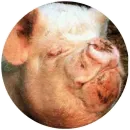 Стикер Свиньи