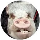 Стикер Свиньи