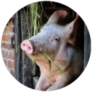 Стикер Свиньи