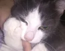 котики
